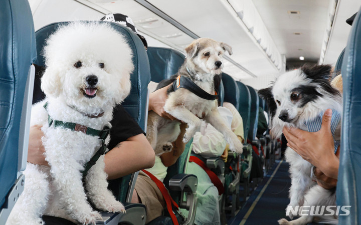 愛犬と共にチャーター機に乗って済州旅行