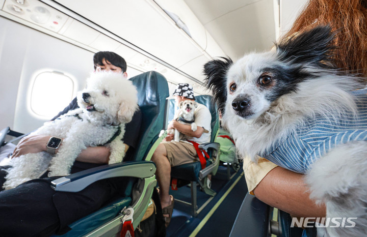 愛犬と共にチャーター機に乗って済州旅行