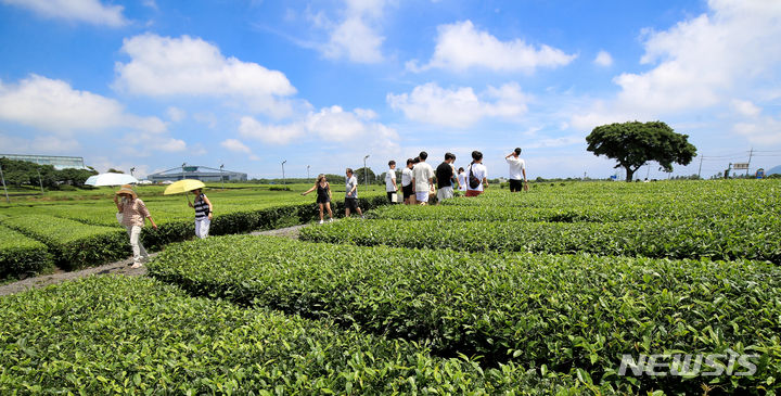 さわやかな済州の茶畑を散策