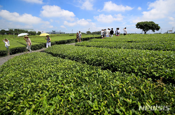 さわやかな済州の茶畑を散策