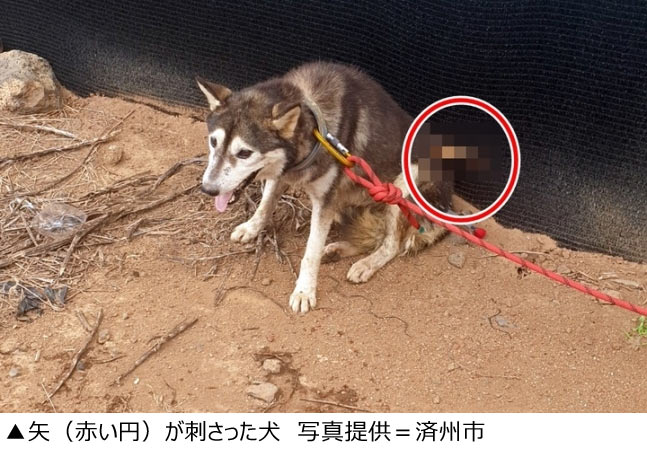 野良犬 野良犬に矢を放った40代男を在宅起訴 ／済州-Chosun online 朝鮮日報