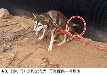 野良犬に矢を放った40代男を在宅起訴 ／済州-Chosun online 朝鮮日報