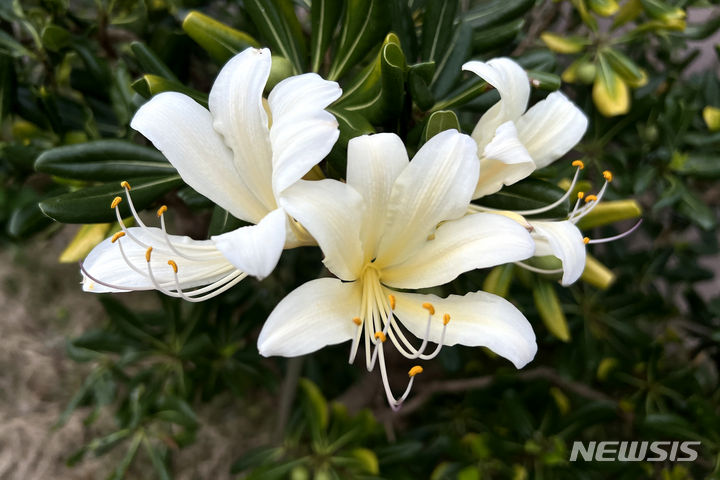 夏水仙 ナツズイセン／なつずいせん／夏水仙 - 庭木図鑑 植木ペディア
