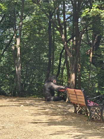 ▲11日午前、大邱市中区の達城公園にある動物園からチンパンジー2匹が脱走、捕獲を試みた飼育員が負傷した。写真提供＝大邱消防安全本部