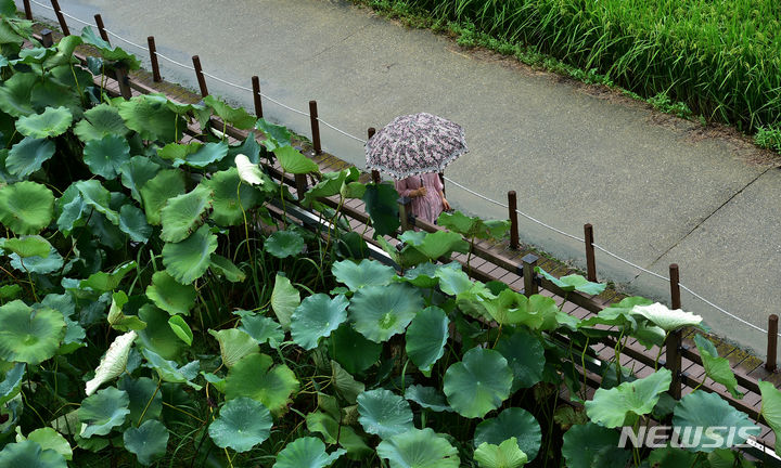 傘を差してハスの花の道を散策