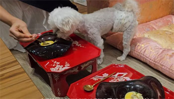 ▲ソウル市江南区清潭洞にオープンした「愛犬おまかせ店」。シェフが犬のために心を込めて作った前菜料理をスプーンで食べさせている。その後、牛肉とカンガルー肉を焼き、別のシェフがそのにおいが広がるようにあおいだ。写真＝動画共有サイト「ユーチューブ」より