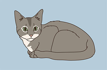 草刈り作業が原因？　沙川橋付近で脚が切断された子猫の発見相次ぐ　／ソウル