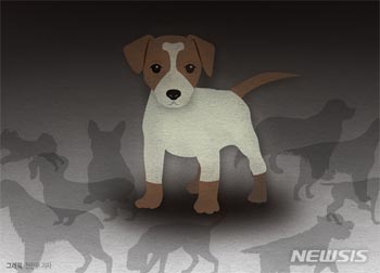 飼い主の元へ返された韓国の捨て犬、脇腹から個体識別用マイクロチップを取り出され再び捨てられる
