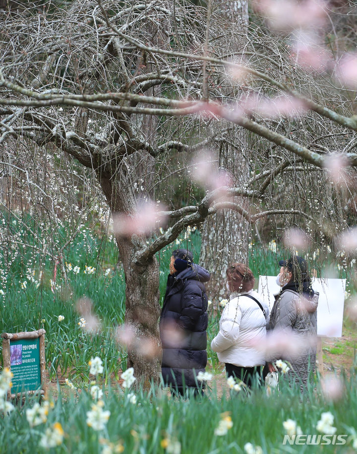 済州で春の花を満喫する観光客