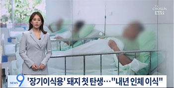 「臓器移植用」ブタ、日本で初めて誕生…「来年ヒトへの移植が目標」