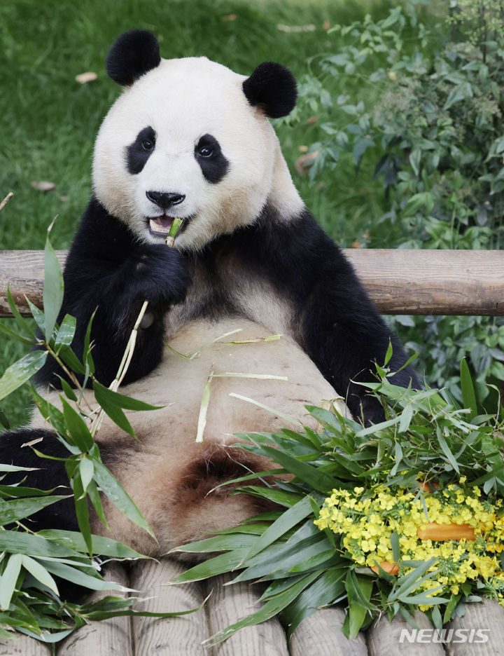 「さようなら　プーバオ」　／京畿道