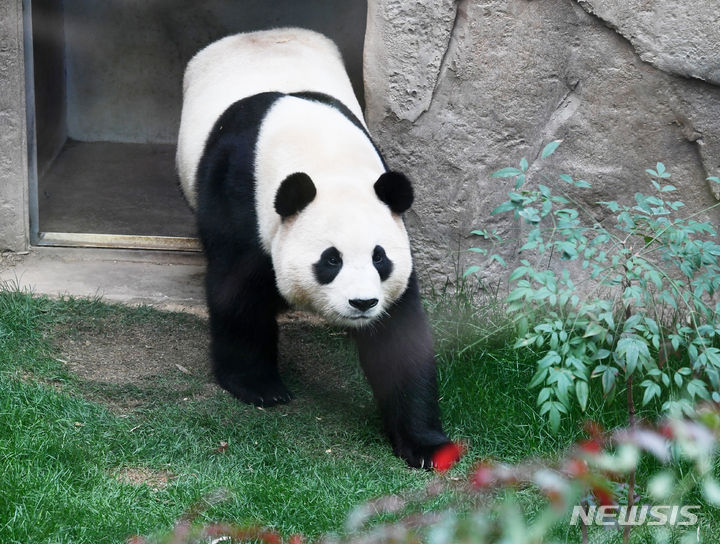 「さようなら　プーバオ」　／京畿道