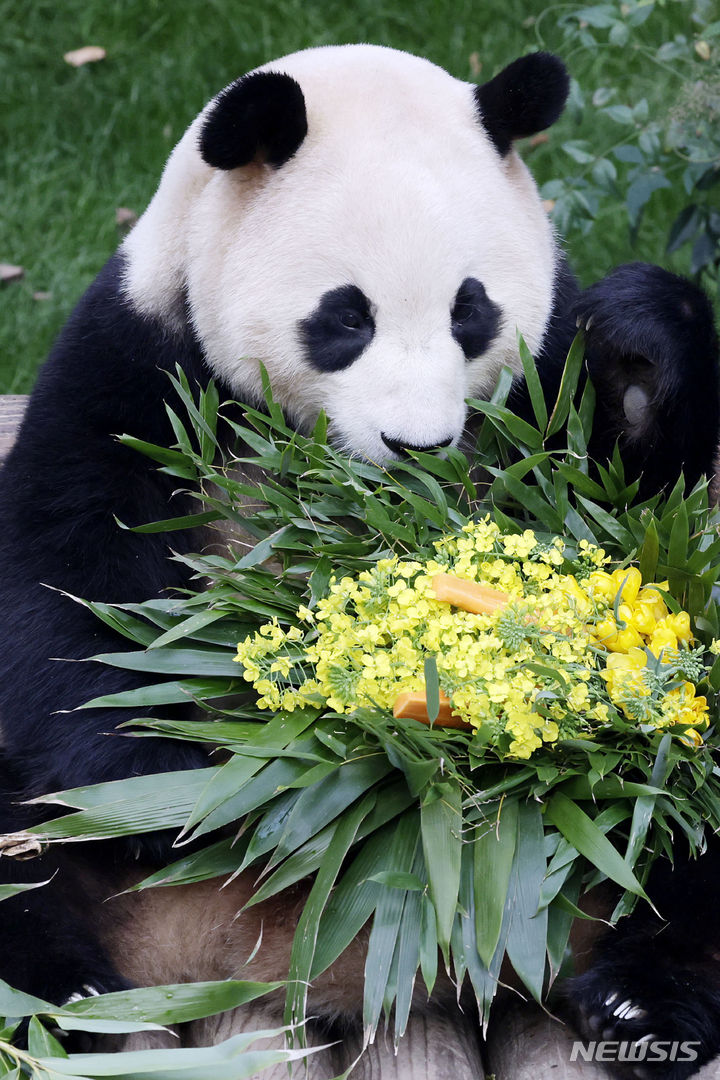 「さようなら　プーバオ」　／京畿道