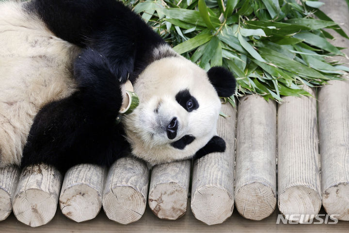 「さようなら　プーバオ」　／京畿道
