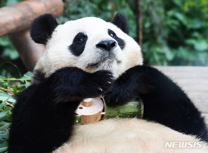 「さようなら　プーバオ」　／京畿道