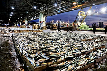 ▲釜山共同魚市場で行われているサバの競り。2023年1月撮影。／チュ・ミンウク記者