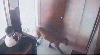 ▲ヒョウに遭遇した少年。／X（旧ツイッター）
