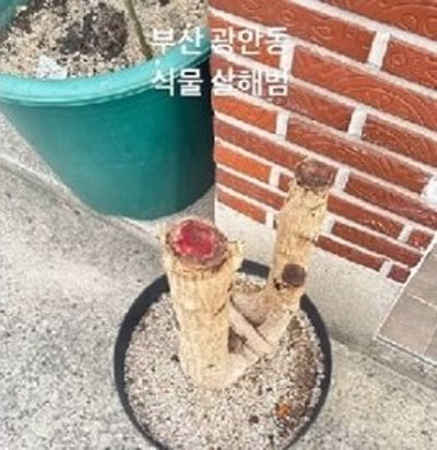 「植物殺害犯を探しています」 カフェ店主の悲痛な訴えに韓国ネット民憤怒