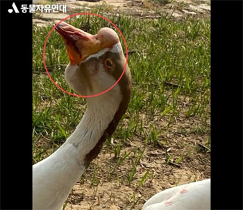 ▲暴行により出血したガチョウ。写真＝動物愛護団体「動物自由連帯」