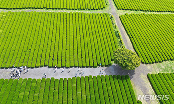 すがすがしい済州の茶畑の朝