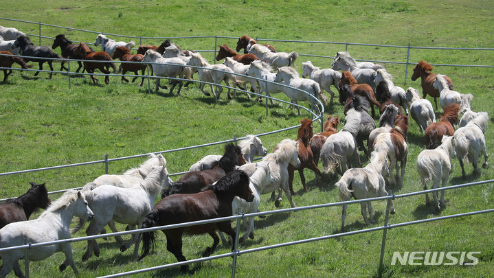 済州馬の「古藪牧馬」再現Chosun online 朝鮮日報