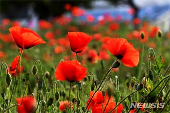 「この店の火鍋、中毒になりそうなほどおいしい」→本物のケシが入っていた　／中国・貴州省