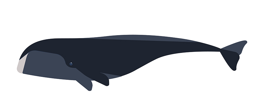 マッコウクジラの音声には「アルファベット」があった 米研究チームが発見