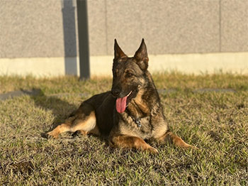 ▲救助犬「ゴーゴー」。写真＝韓国消防庁