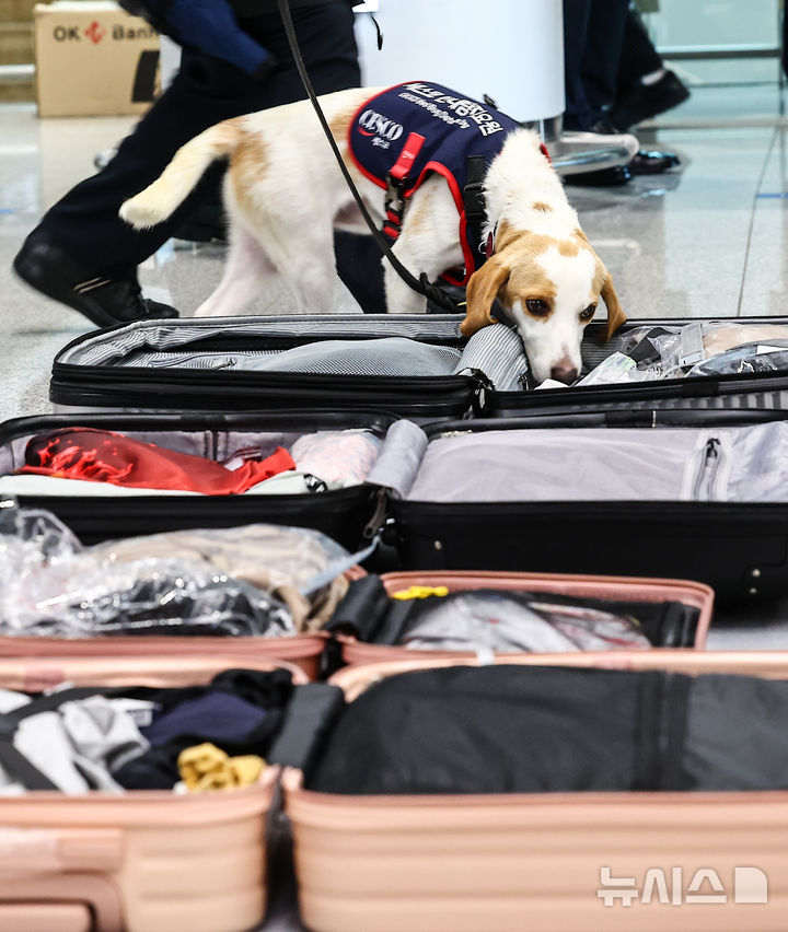 トコジラミ探知犬韓国第1号「CECO」