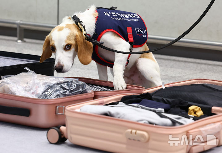 トコジラミ探知犬韓国第1号「CECO」