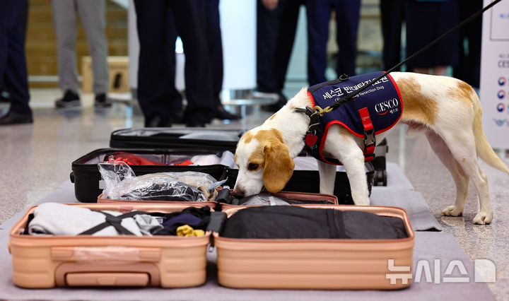 トコジラミ探知犬韓国第1号「CECO」