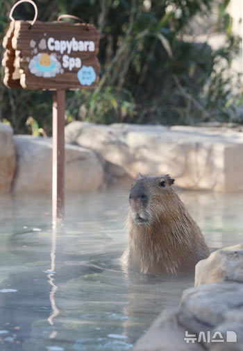 温泉を楽しむカピバラ-Chosun online 朝鮮日報