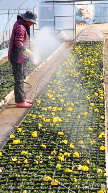 温室で育てられる春の花々