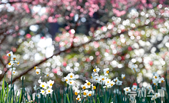 春の気運が明らかな済州