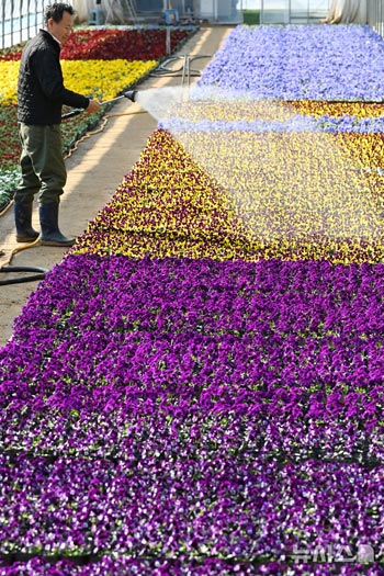 春の気運に満ちた養苗場