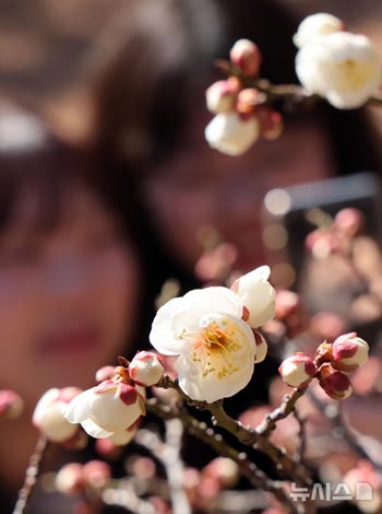 つぼみが開いたウメ＝釜山