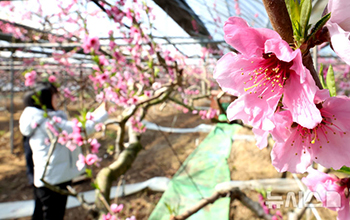 大きく咲いたピンク色のモモの花