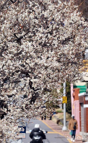ウメの花が満開の釜山