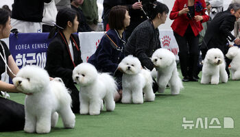 ドッグショーに出場した犬たち　／ソウル