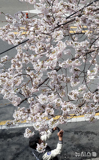 サクラが大きく花開いた釜山