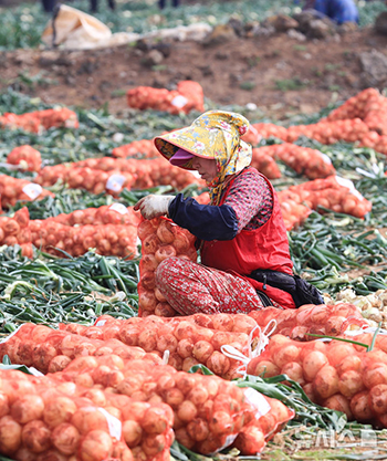 みずみずしい新タマネギの収穫　／済州
