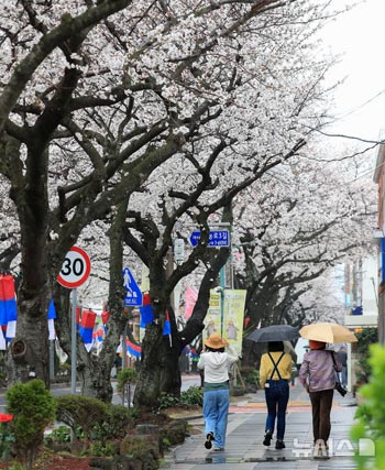 「王桜祭りD-1、大きく咲いた済州のサクラ」