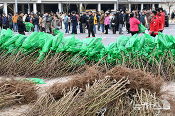 「樹木を無料でお配りします」