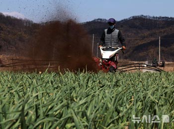 山は焼けてしまったけれども…農作業をするニンニク農家　／慶尚北道