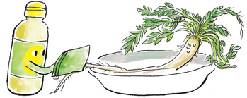 ナズナを洗う時は酢水で