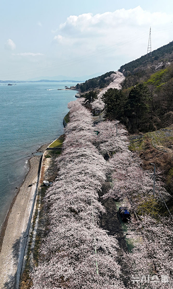南海の海辺に広がる「春」