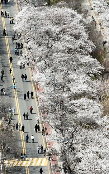 汝矣西路沿いのサクラも満開