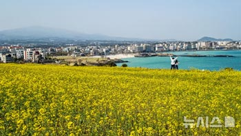 菜の花が満開「犀牛峰の春」　／済州
