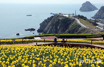 釜山の春は最高潮