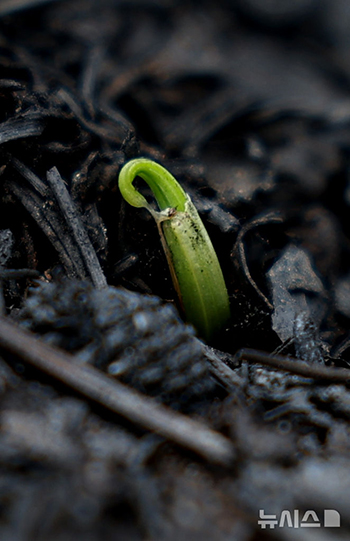 灰の山から顔を出した新芽